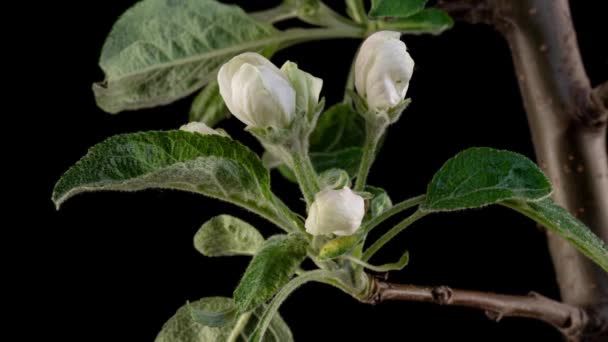 Timelapse fruit tree Apple flowers flourishing and opening on black background 4k video — Stock Video