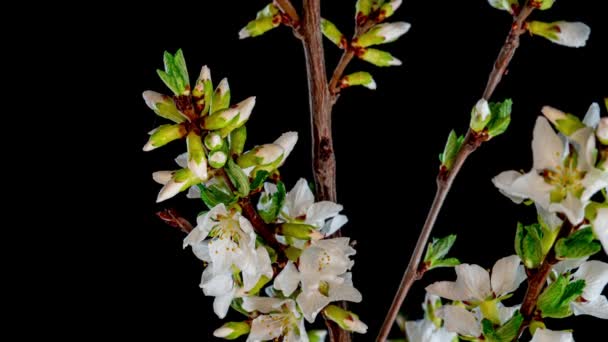 4K Time Lapse of flowering white Cherry flowers on black background. Spring timelapse of opening Sakura flowers on branches Cherry tree. — Stock Video