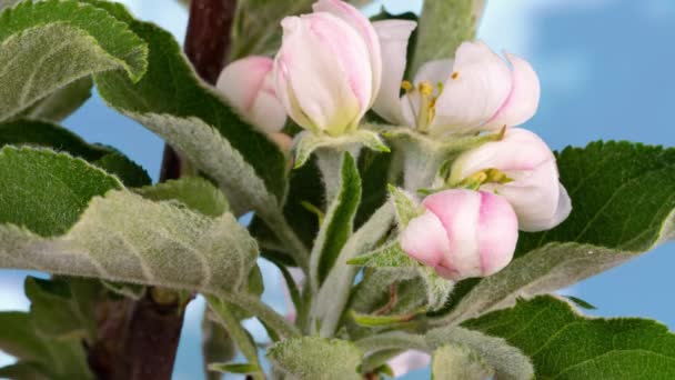 Çiçek açan elma ağacının mavi bulutlu gökyüzüne, makro fotoğrafa karşı zaman aşımı — Stok video