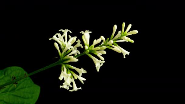 Upływ czasu kwitnącej białej szczotki liliowej na czarnym tle, wideo 4k, kanał alfa — Wideo stockowe