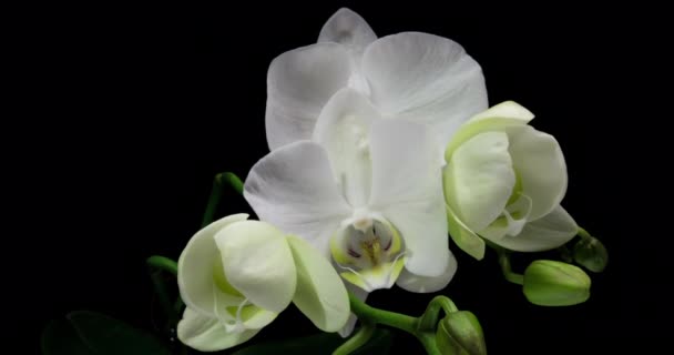 Time-lapse of opening orchid 4K on black background (en inglés). Vídeo 4k. San Valentín, día de la madre, primavera, vacaciones, amor, cumpleaños, pascua, concepto de spa — Vídeo de stock