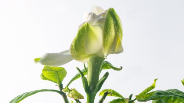 Timelapse de hermosa flor de jazmín gardenia blanca floreciendo sobre fondo blanco. Vídeo 4k. San Valentín, día de la madre, primavera, vacaciones, amor, cumpleaños, concepto de Pascua. — Vídeo de stock