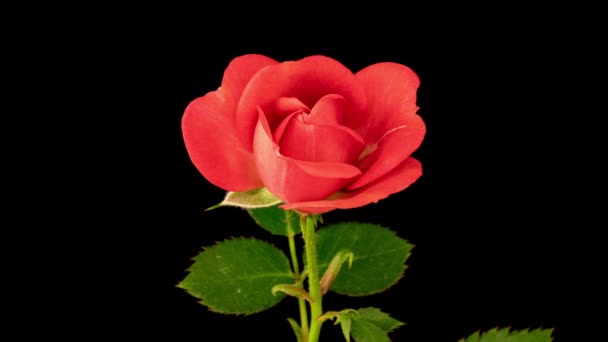 Belle ouverture rose rouge sur fond noir. Pétales de fleur rose en fleurs ouvertes, laps de temps, gros plan. Vacances, amour, toile de fond design anniversaire. Gros plan sur Bud. Macro. Vidéo 4K UHD timelapse — Video