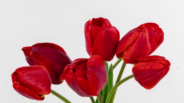 아름다운 빨간 튤립 꽃 이 배경에 깔려 있다. 하얀 배경에 붉은 튤립의 아름다운 꽃다발 이 있다. 붉은 튤립 꽃차례가 열려 있다. 스프링 타임. 어머니 날, 휴일, 사랑, 생일, 부활절 — 비디오