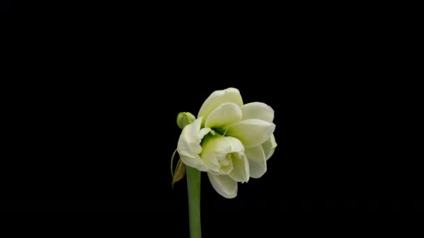 Boda, San Valentín, Día de las Madres, Pascua, concepto de primavera. Vacaciones, amor, diseño de cumpleaños telón de fondo — Vídeos de Stock