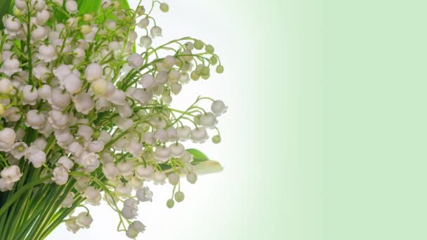 Bukett med vackra vita blommor blommar pÃ ¥en vit bakgrund. Liljor i dalen öppnas på nära håll. Timelapse. 4K. Vår i Europa, Glad Mors Dag, Födelsedag, semester, kärlek, gratulationskort. — Stockvideo