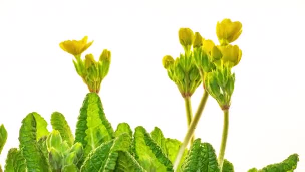 Schöne Zeitraffer von gelben Primeln, Primeln. Blume Blüht auf weißem Hintergrund. 4K. Urlaub, Liebe, Geburtstagsdesign — Stockvideo