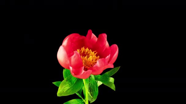 Timelapse piękny czerwony kwiat piwonii kwitnący na czarnym tle. Kwiat otwarty, mieszanie żółtych stamenów, zbliżenie. tło ślubu, Wielkanoc, Dzień Matki, Dzień urodzenia, Koncepcja Walentynki — Wideo stockowe