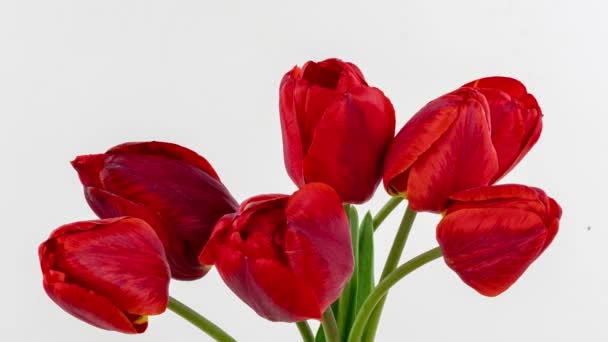 Hermoso fondo rojo flores tulipán. Hermoso ramo de tulipanes rojos sobre un fondo blanco. Timelapse de tulipán rojo flores de apertura. Primavera. Amor, Cumpleaños, Dia de la madre, Festivo, Semana Santa — Vídeos de Stock