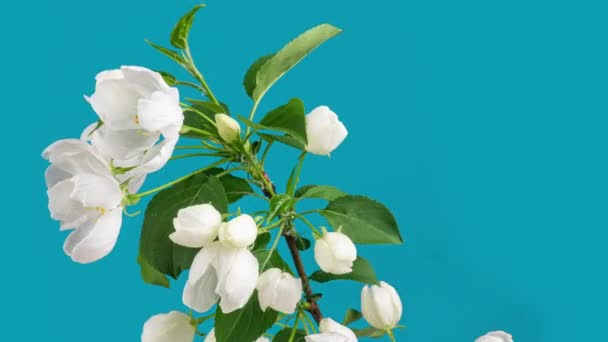 Lente mooie bloemen appelboom bloesem is timelapse, close-up. Tijdsverloop van verse witte bloeiende appel achtergrond op blauw. Tijd verstrijken van Pasen verse bloeiende appel. 4K video, alpha kanaal — Stockvideo