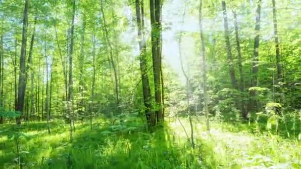 Linda manhã de verão na floresta. Os raios solares rompem a folhagem da magnífica árvore verde. Floresta mágica de verão — Vídeo de Stock