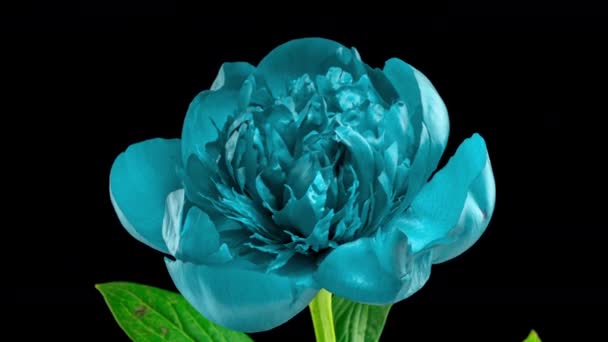 Timelapse av blå pion blomma blommar på svart bakgrund. Blommande pion blomma öppen, tiden förfaller, närbild. Mödrar dag, vår, semester, Kärlek, födelsedag, påsk, spa koncept. Timelapse i 4K-video — Stockvideo