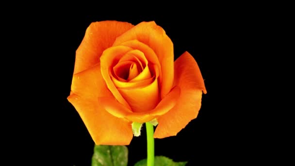 Piękny otwór żółty pomarańczowy róża na czarnym tle. Płatki kwitnącego kwiatu róży otwarte, upływ czasu, zbliżenie. Święta, miłość, urodzinowe tło. Zbliżenie Buda. Makro. Wideo 4K UHD timelapse — Wideo stockowe