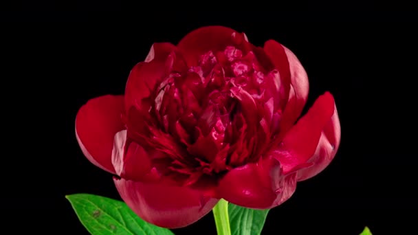 Timelapse de flor de peonía roja floreciendo sobre fondo negro. Flor de peonía en flor abierta, lapso de tiempo, primer plano. Día de la madre, primavera, vacaciones, amor, cumpleaños, pascua, concepto de spa. Timelapse de vídeo 4K — Vídeos de Stock