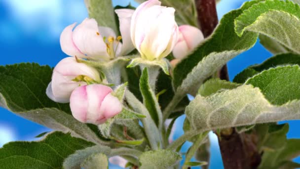 Время расцвета яблони на фоне голубого облачного неба, макрофотография — стоковое видео