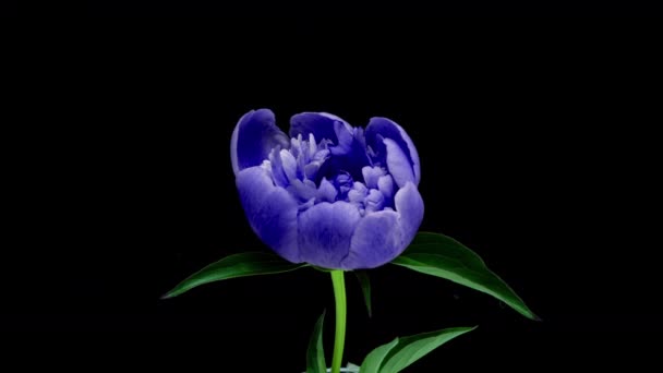 Timelapse θεαματικά όμορφο μπλε παιώνιος λουλούδι ανθίζει σε μαύρο φόντο. Ανθισμένα άνθη παιώνιας ανοιχτά, πάροδο του χρόνου, κοντινό πλάνο — Αρχείο Βίντεο
