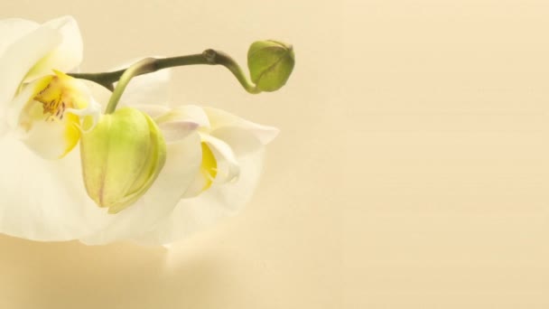 Bej rengi, sarı bir arka planda orkide çiçeklerinin zaman aşımı. Düğün arkaplanı, Sevgililer Günü, Paskalya, bahar, kaplıca konsepti. 4K video. Metin için yer. — Stok video