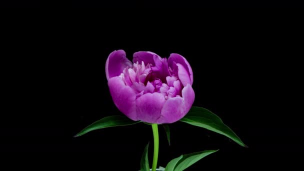 Timelapse di fiore di peonia rosa che fiorisce su sfondo nero. Fiore di peonia in fiore aperto, time lapse, primo piano. Sullo sfondo del matrimonio, concetto di San Valentino. timelapse video 4K UHD — Video Stock