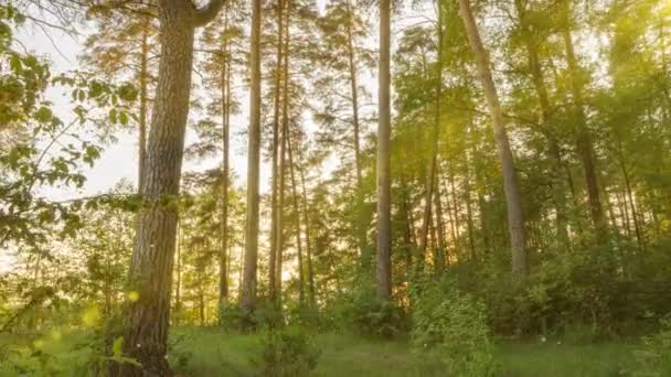 Hermosa mañana de verano en el bosque. Los rayos del sol atraviesan el follaje de un magnífico árbol verde. Bosque mágico de verano — Vídeos de Stock