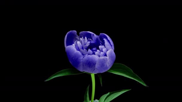 Timelapse de espectacular hermosa flor de peonía azul floreciendo sobre fondo negro. Flor de peonía en flor abierta, lapso de tiempo, primer plano — Vídeos de Stock