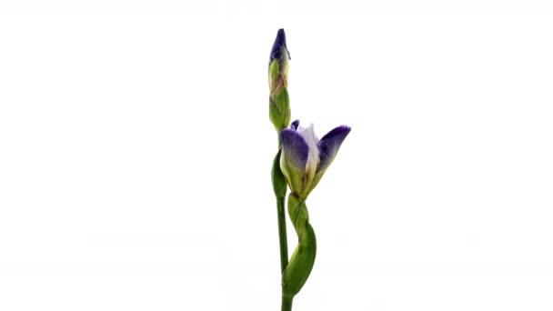 Time-lapse of growing blue iris flower. Flor de iris floreciente sobre fondo blanco. Macro, Pascua, primavera, amor, cumpleaños, día de San Valentín, concepto de vacaciones. 4k — Vídeos de Stock