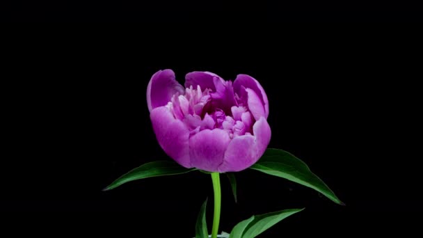Timelapse ροζ παιώνιος λουλούδι ανθίζει σε μαύρο φόντο. Ανθισμένο λουλούδι παιώνιας ανοιχτό, κενό χρόνου, κοντινό πλάνο. Γάμου σκηνικό, Ημέρα του Αγίου Βαλεντίνου έννοια. Χρονικό διάστημα βίντεο 4K UHD — Αρχείο Βίντεο