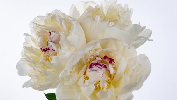 Linda peônia branca flores buquê abrindo fundo. Floração rosas flor lapso de tempo aberto, close-up. Cenário de casamento, conceito do Dia dos Namorados. Buquê no fundo preto, close-up 4K UHD timelapse — Vídeo de Stock