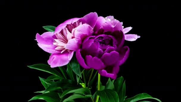 Piękny różowy bukiet kwiatów piwonii otwarcia tła. Kwitnące róże otwarte, upływ czasu, zbliżenie. Ślubne tło, koncepcja Walentynek. Bukiet na czarnym tle, zbliżenie 4K UHD timelapse — Wideo stockowe