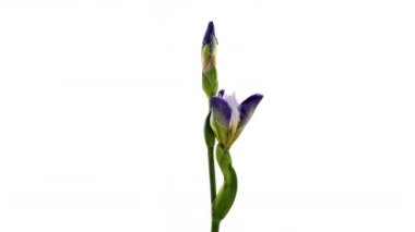 Büyüyen mavi iris çiçeğinin hızlandırılmış hali. Beyaz arka planda çiçek açan iris çiçeği. Makro, Paskalya, bahar, aşk, doğum günü, sevgililer günü, tatil konsepti. 4k