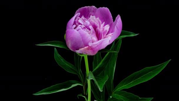 Timelapse of pink peony flower blooming on black background. Blooming peony flower open, time lapse, close-up. Wedding backdrop, Valentines Day concept. 4K UHD video timelapse — Stock Video