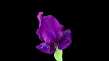 Büyüyen mavi iris çiçeğinin hızlandırılmış hali. Siyah arka planda çiçek açan iris çiçeği. Makro, paskalya, bahar, aşk, doğum günü, sevgililer günü, tatil konsepti. 4k