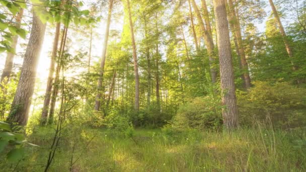 Walk in green meadow in fairy forest. Morning sun rays emerging though the green trees branches. Green forest with warm sunbeams illuminating. High quality shot, 4K — Stock Video