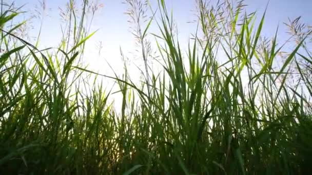 La caméra se déplace à travers l'herbe comme. Mouvement de la caméra dans l'herbe gros plan. Herbe balancée dans le vent dans les rayons au coucher du soleil, au ralenti. Rayons du soleil à travers l'herbe — Video