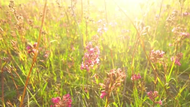 Wilde bloemen weide in zonsondergang lichten. Veld van rode bloemen in de wind zwaaiend van dichtbij. Onderwerp: natuur, bloemen, lente, biologie, fauna, milieu, ecosysteem. — Stockvideo