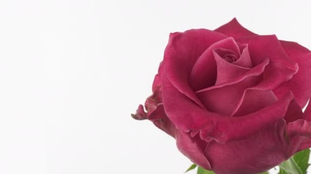 Розовая роза на белом фоне. Лепестки цветущей розовой розы открыты, время истекло. Праздник, любовь, день рождения. Бад крупным планом. Macro 4K timelapse. Открытки, с местом для копирования — стоковое видео