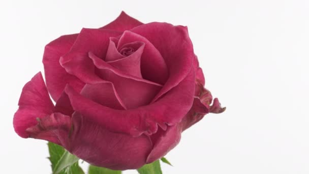 Schöne rosa Rose auf weißem Hintergrund. Blütenblätter der Blühenden rosa Rose öffnen sich, Zeitraffer. Urlaub, Liebe, Geburtstagskulisse. Knospen-Nahaufnahme. Makro-4K-Zeitraffer. Grußkarte, mit Kopierraum — Stockvideo