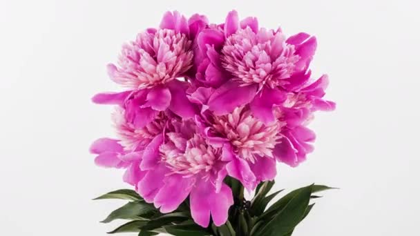 美しいピンクの牡丹の花花束の背景。開花バラの花を開くと、時間の経過、クローズアップ。結婚式の背景、バレンタインデーのコンセプト。白い背景に花束を閉じます。4K UHDタイムラプス — ストック動画