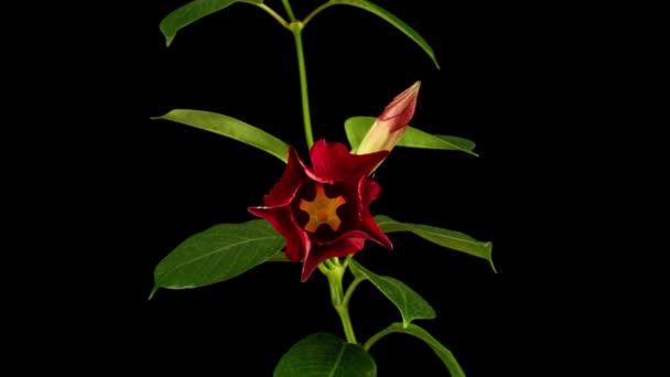 Time lapse of blooming Red Flower (en inglés). Hermosa dipladelia abriéndose. Timelapse de flor creciente flor grande sobre el fondo de hojas verdes. 4k. Vacaciones, amor, diseño de cumpleaños telón de fondo — Vídeo de stock