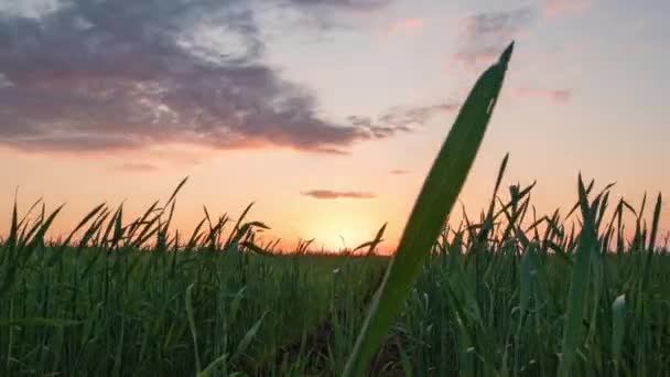 Гиперлапс в поле сквозит травянистые стебли, временами исчезает красивый летний пейзаж — стоковое видео