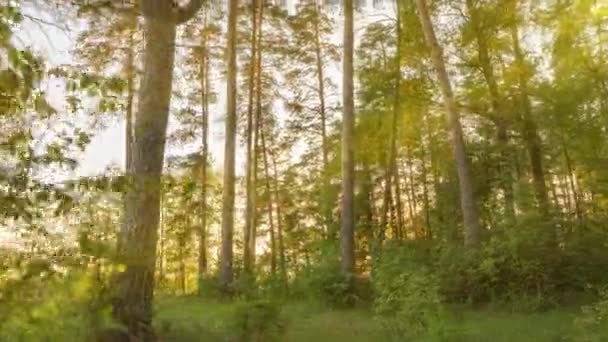 Krásné letní ráno v lese. Sluneční paprsky pronikají listím nádherného zeleného stromu. Kouzelný letní les — Stock video