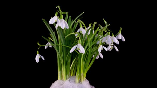 Timelapse of snowdrop flowers opening and melting snow on a black background, close-up. A bouquet of spring galanthus, spring flowers, time lapse. Concept spring, easter, primrose, 4k — Stock Video