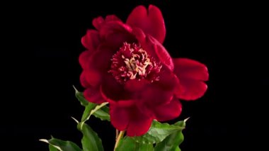 Siyah arka planda açan güzel pembe burgundy şakayık çiçeğinin zamanı. Erkek şakayığı hareketi. Düğün, makro, paskalya, bahar, aşk, doğum günü, sevgililer günü, tatil konsepti zaman kavramı.