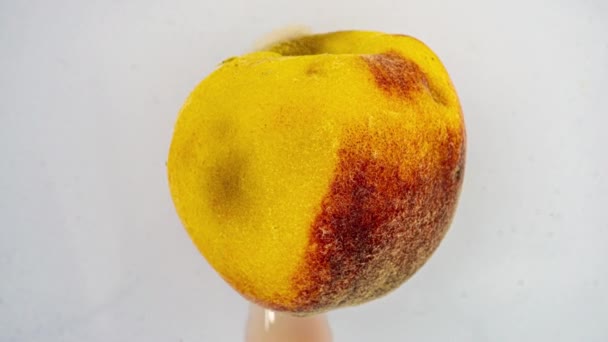 Time lapse of peach rotting on a white background, the process of decomposition and decay, shooting period 14 days — Stok video