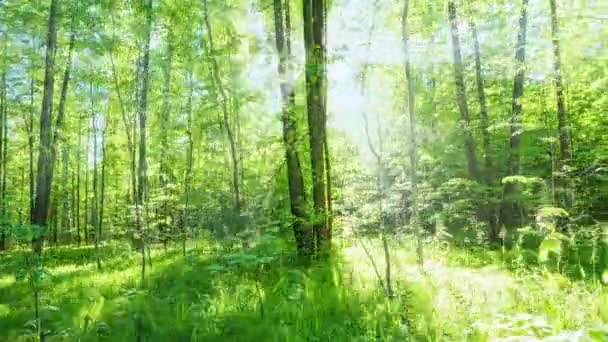 Прекрасний літній ранок у лісі. Сонячні промені прориваються крізь листя чудового зеленого дерева. Чарівний літній ліс — стокове відео