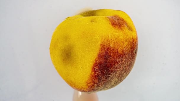 Time lapse of peach rotting on a white background, the process of decomposition and decay, shooting period 14 days — Stockvideo
