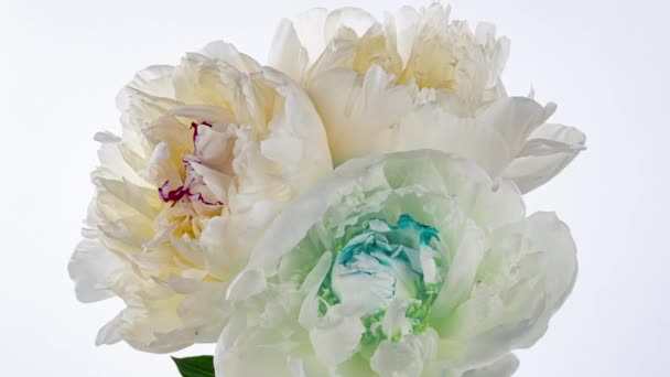 Gyönyörű fehér bazsarózsa virágok csokor nyitó háttér. Virágzó rózsák virág nyitott idő lejárta, közelkép. Esküvői háttér, Valentin-napi koncepció. Csokor fekete háttér, közelkép 4K UHD timelapse — Stock videók