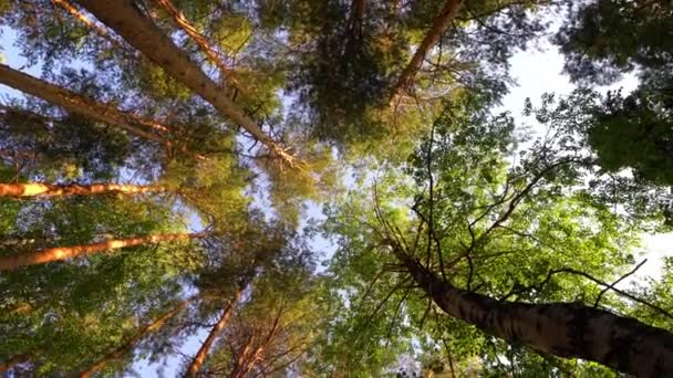 Uma paisagem mágica de verão. Coroas verdes de árvores. Atingido por baixo, a fazer panning. Movimento suave da câmara. Conceito de verão, loop de vídeo, vídeo 4 K — Vídeo de Stock