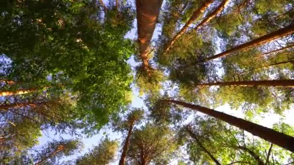 Piękny letni poranek w lesie. Promienie słońca przebijają się przez liście wspaniałego zielonego drzewa. Magiczny letni las — Wideo stockowe