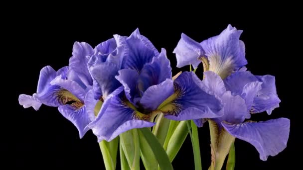 Tiempo-lapso de crecimiento azul, púrpura ramo de iris flor. Lirios de flores de primavera que florecen sobre fondo negro. Macro, 4k. Concepto: Pascua, primavera, amor, cumpleaños, día de San Valentín, vacaciones — Vídeo de stock