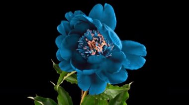 Siyah arka planda açan güzel mavi burgundy şakayık çiçeğinin zamanı. Erkek şakayığı hareketi. Düğün, makro, paskalya, bahar, aşk, doğum günü, sevgililer günü, tatil konsepti zaman kavramı.